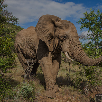 Tours a Africa